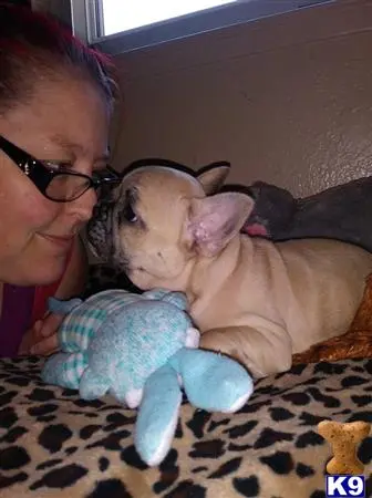 French Bulldog puppy for sale