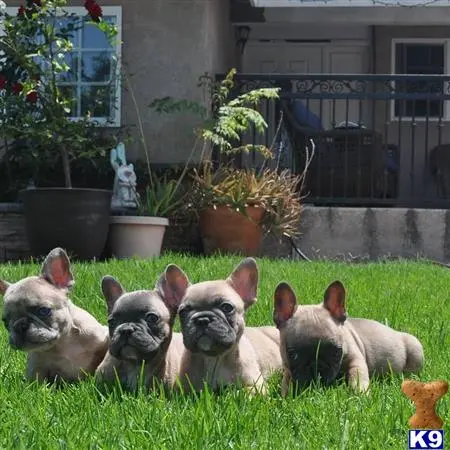 French Bulldog puppy for sale