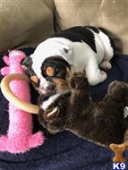 english bulldog puppy posted by lauralane