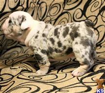 english bulldog puppy posted by lauralane