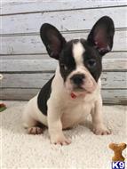 french bulldog puppy posted by lauralane