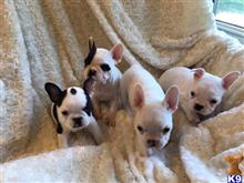 french bulldog puppy posted by lauralane