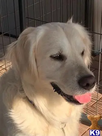 Golden Retriever stud dog