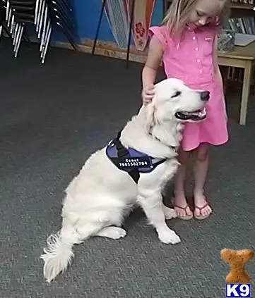 Golden Retriever stud dog