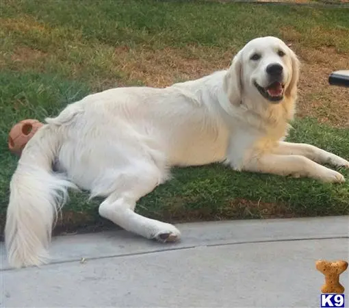 Golden Retriever stud dog