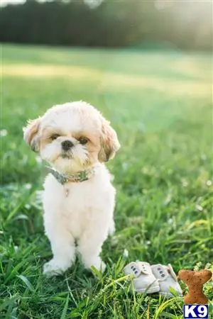 Shih Tzu