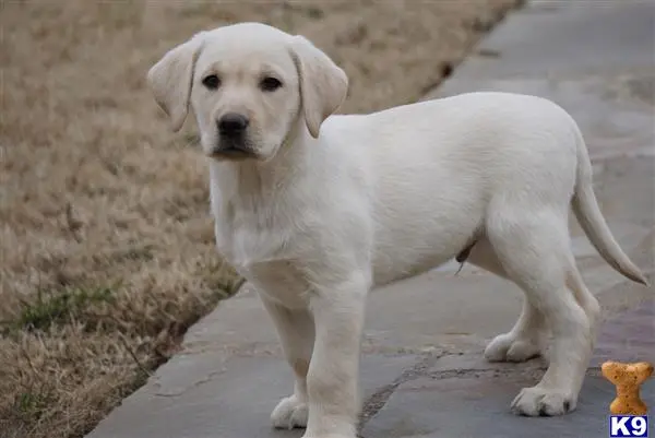 Labrador Retriever puppy for sale: a white labrador retriever dog on a road