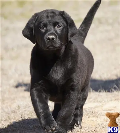 Labrador Retriever puppy for sale: a black labrador retriever dog standing on dirt