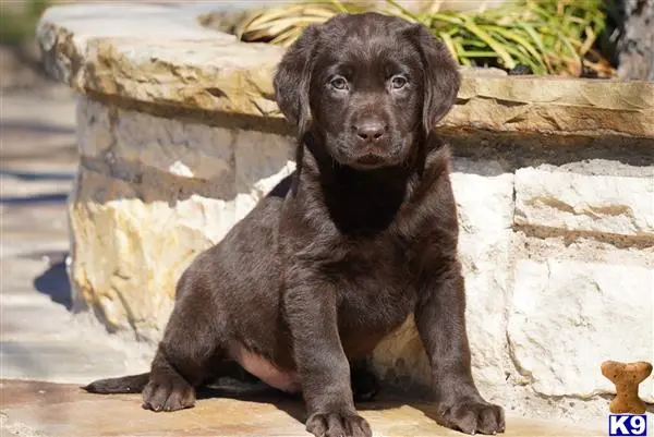 Labrador Retriever puppy for sale: a labrador retriever puppy sitting on a rock