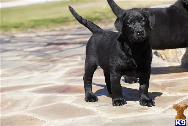 Labrador Retriever puppy for sale: a black labrador retriever dog walking on a sidewalk