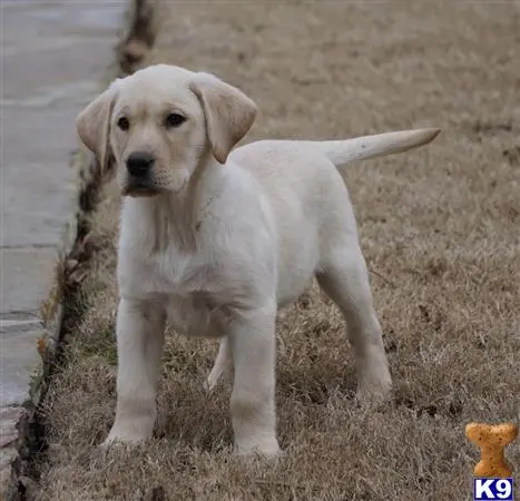 Labrador Retriever puppy for sale: a white labrador retriever dog standing on grass