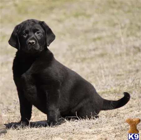 Labrador Retriever puppy for sale: a black labrador retriever dog sitting in the grass