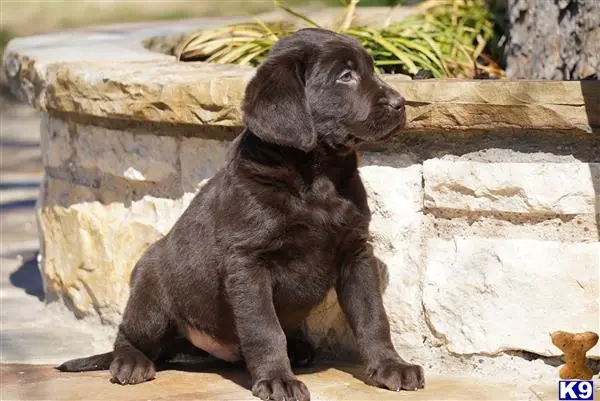 Labrador Retriever puppy for sale: a labrador retriever puppy sitting on a rock