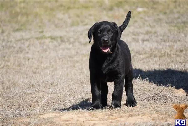 Labrador Retriever puppy for sale: a black labrador retriever dog standing on dirt