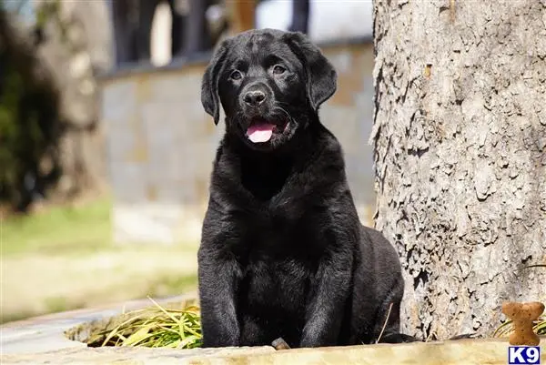 Labrador Retriever puppy for sale: a black labrador retriever dog sitting next to a tree