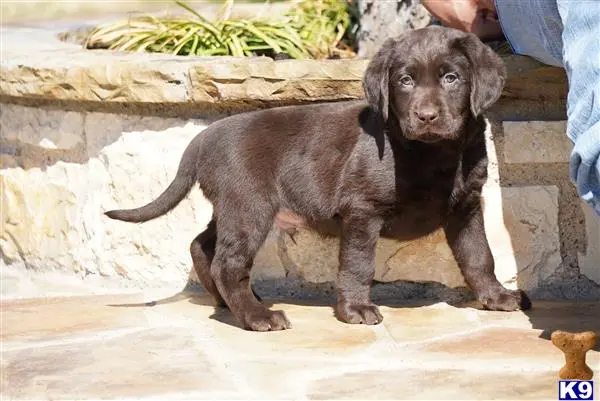 Labrador Retriever puppy for sale: a labrador retriever puppy standing on a sidewalk