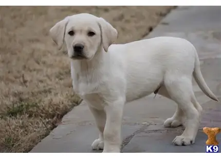 Labrador Retriever puppy for sale: a white labrador retriever dog on a road