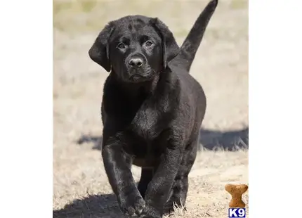 Labrador Retriever puppy for sale: a black labrador retriever dog standing on dirt