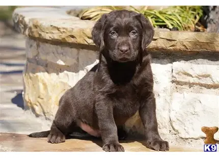 Labrador Retriever puppy for sale: a labrador retriever puppy sitting on a rock