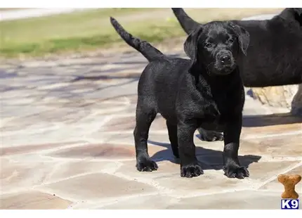 Labrador Retriever puppy for sale: a black labrador retriever dog walking on a sidewalk
