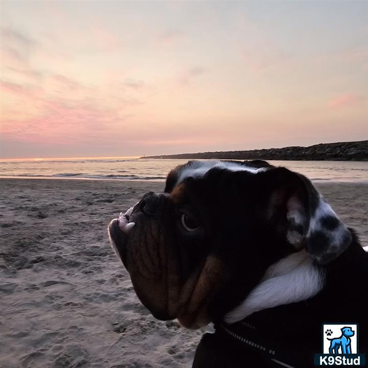 a english bulldog dog on a beach