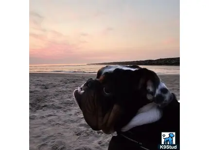 a english bulldog dog on a beach