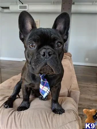 French Bulldog stud dog