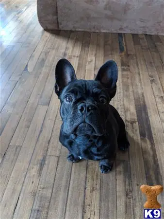 French Bulldog stud dog