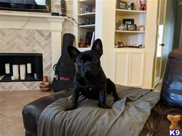 French Bulldog stud dog