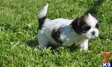 shih tzu puppy posted by laurenkarson