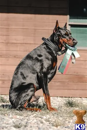 Doberman Pinscher