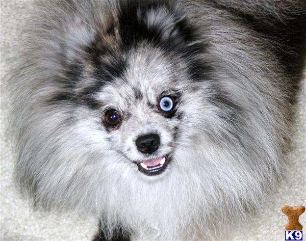 Pomeranian