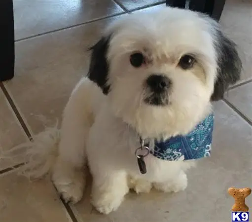 Shih Tzu