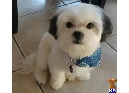 Shih Tzu