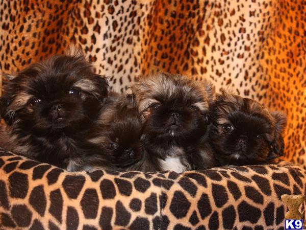 pekingese puppy posted by laurilyn_2000