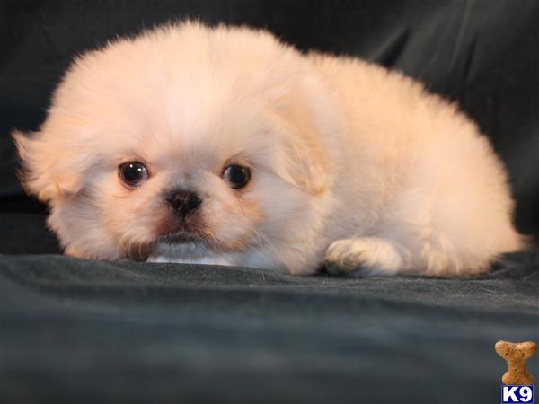 pekingese puppy posted by laurilyn_2000