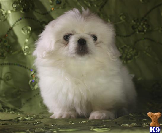 white pekingese for sale