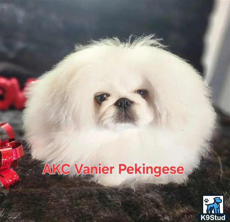 Pekingese