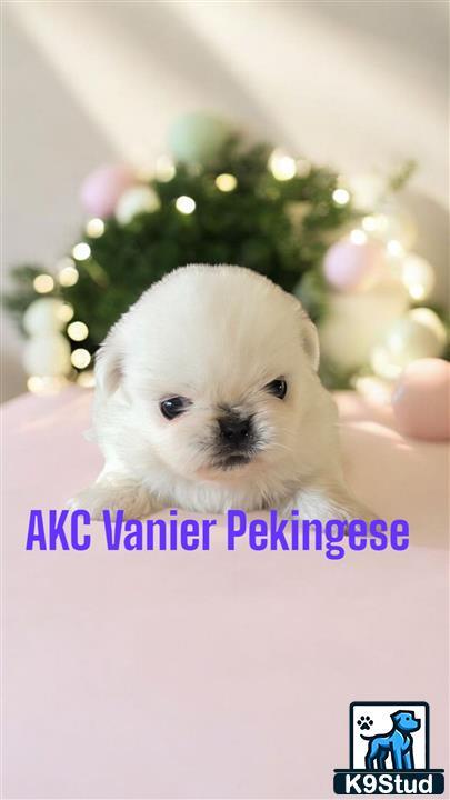 a white pekingese dog in front of a christmas tree
