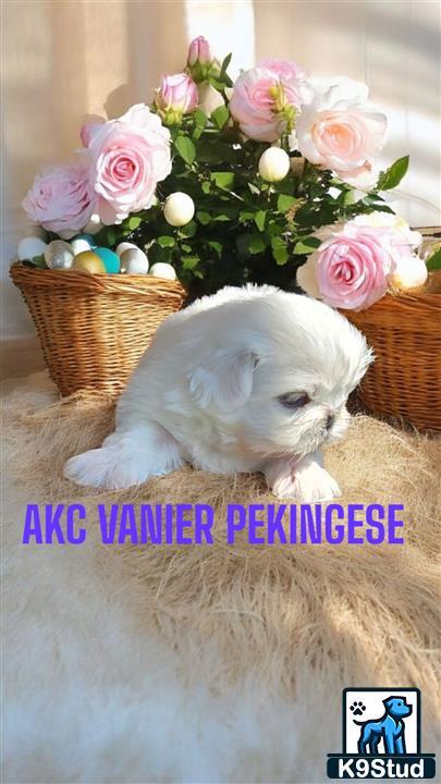 a pekingese dog with a basket of flowers