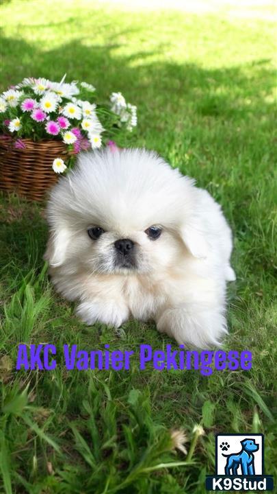 a small white pekingese dog