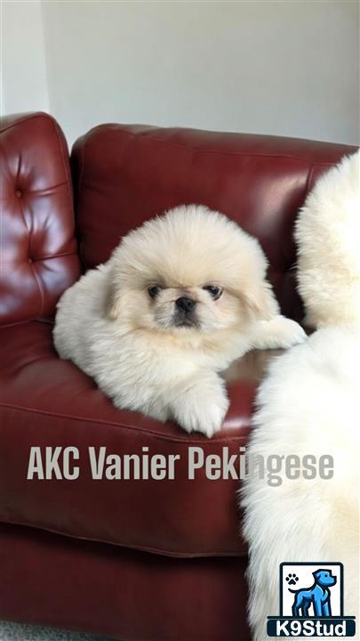a pekingese dog sitting on a couch