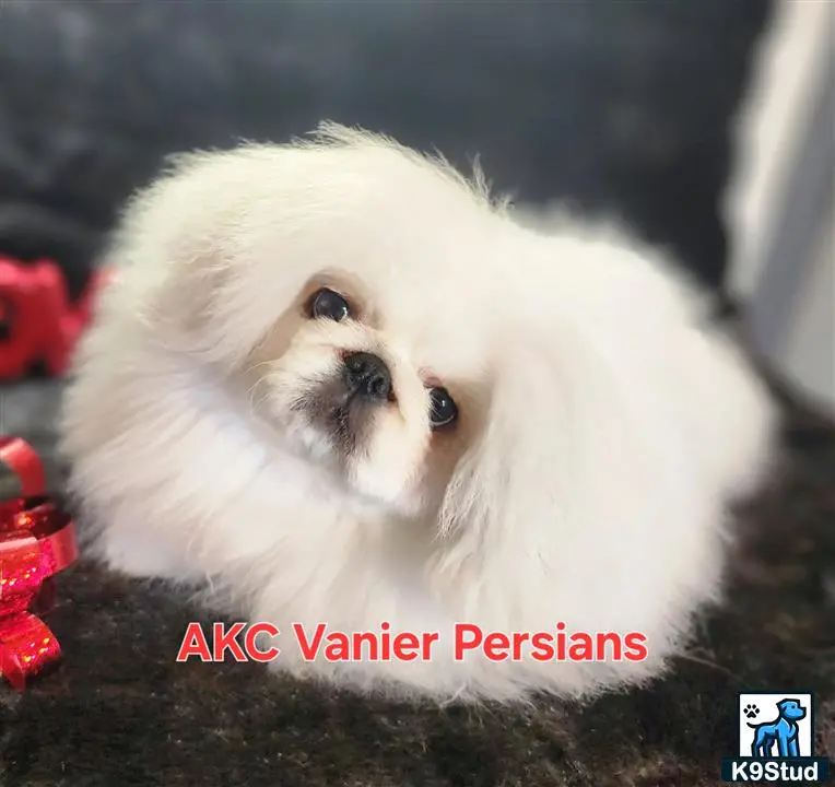 Pekingese puppy for sale