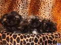 pekingese puppy posted by laurilyn_2000