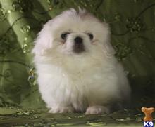 pekingese puppy posted by laurilyn_2000