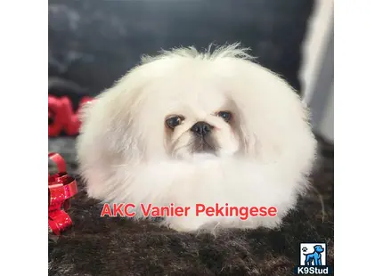 Pekingese puppy for sale