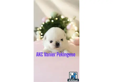 a white pekingese dog in front of a christmas tree