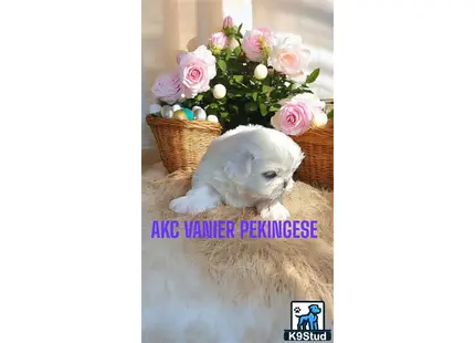 a pekingese dog with a basket of flowers