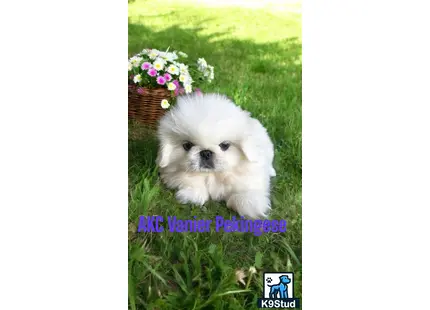 a small white pekingese dog