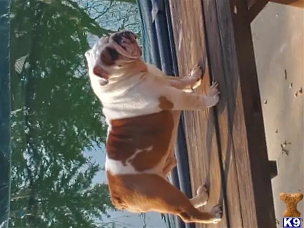 English Bulldog stud dog